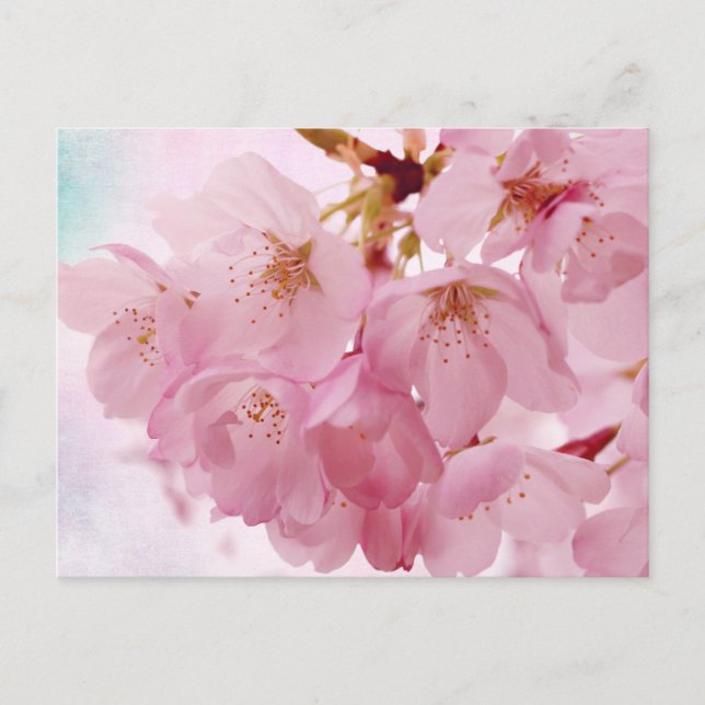 Soft Vintage Pink Cherry Blossoms Postcard (Front)