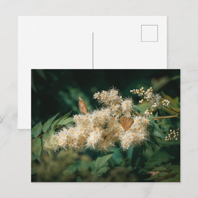 Soft White Blossoms with Butterflies Postcard (Front/Back)