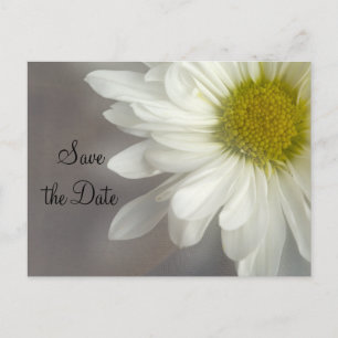 Soft White Daisy on Grey Wedding Save the Date Announcement Postcard