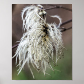 Soft White Feathery Seed Heads on a Bare Branch Poster