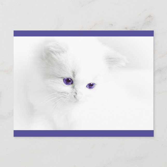 Soft White Kitten with Purple Eyes Postcard (Front)