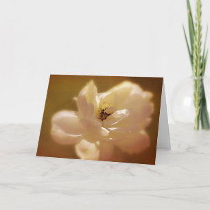 Soft White Rose Blank Note Card