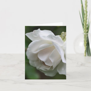 Soft White Rose Flower Photography  Note Card
