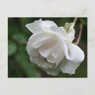 Soft White Rose Flower Photography Postcard