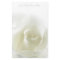 Soft White Rose  Stationery