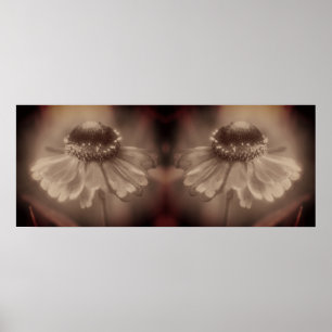 Soft Zinnia Daisy Flower Sepia Vintage Abstract Poster