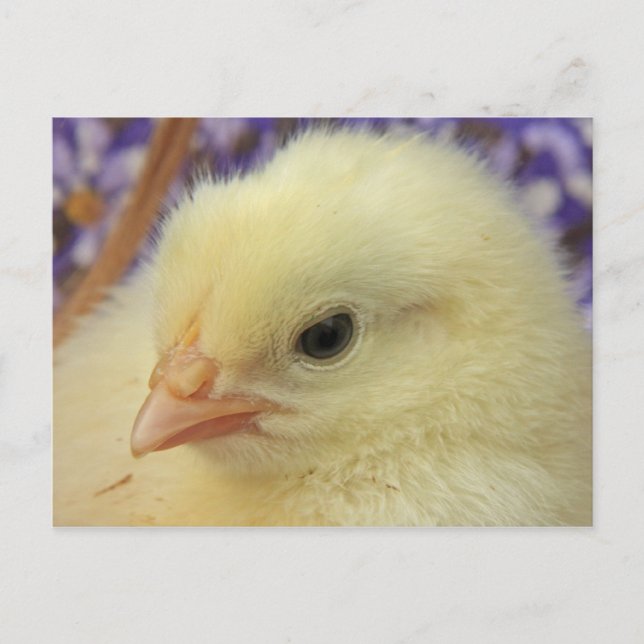 Softness Postcard (Front)