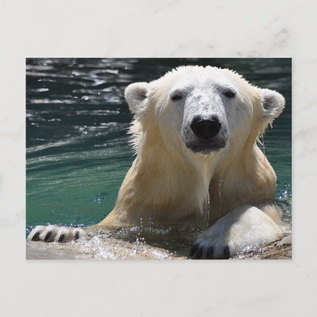 Soggy Polar Bear Postcard (Front)