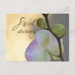 Sogni D'oro (sweet dreams) Orchid Postcard