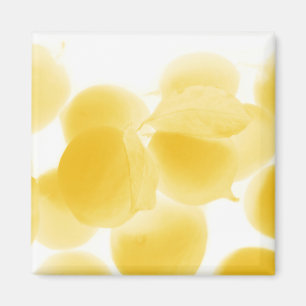 sogno di limone magnet