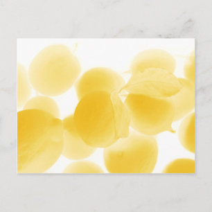 sogno di limone postcard