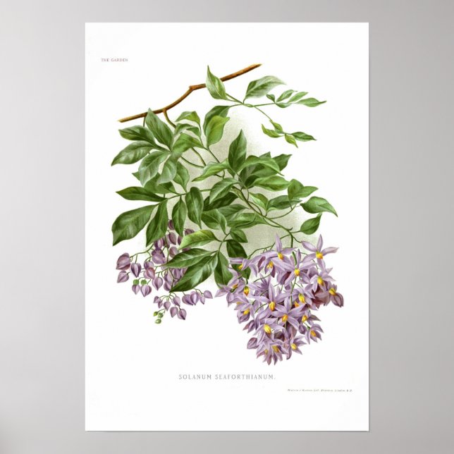 Solanum seaforthianum poster (Front)