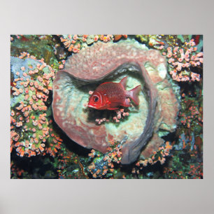 Soldfierfish in a Heart Poster