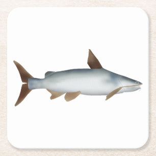 Soldier Catfish Square Paper Coaster