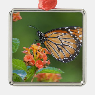 Soldier (Danaus eresimus) butterfly feeding Metal Ornament