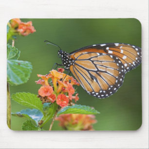 Soldier (Danaus eresimus) butterfly feeding Mouse Pad