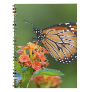 Soldier (Danaus eresimus) butterfly feeding Notebook