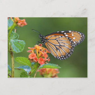 Soldier (Danaus eresimus) butterfly feeding on Postcard