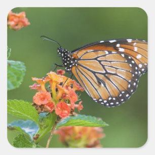 Soldier (Danaus eresimus) butterfly feeding Square Sticker