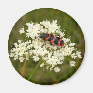 Soldier or Chequered Beetle Magnet
