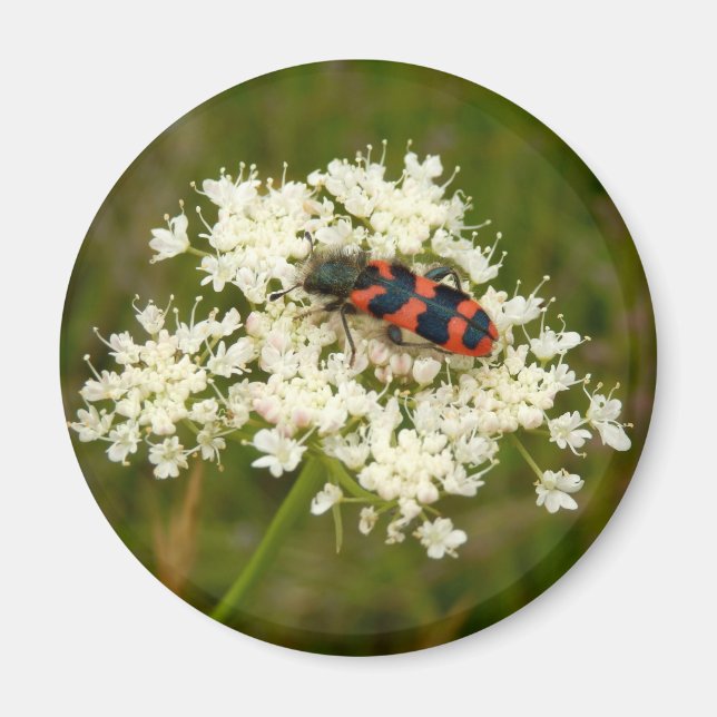 Soldier or Chequered Beetle Magnet (Front)