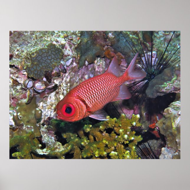 Soldierfish Poster (Front)