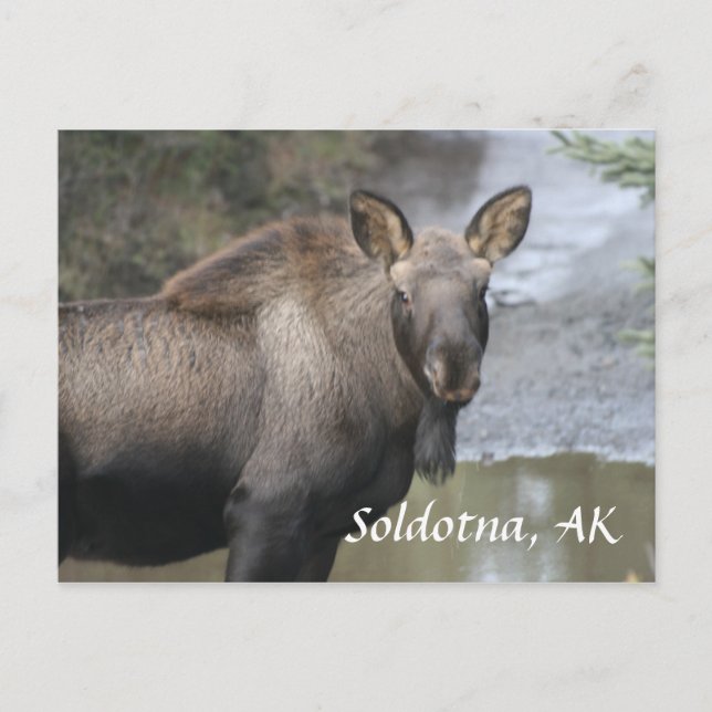 , Soldotna, AK Postcard (Front)