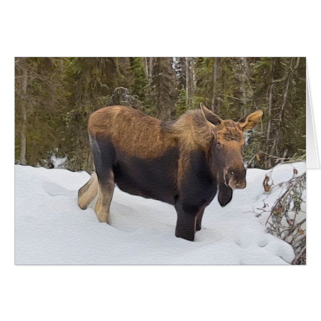 Soldotna Moose - 5" x 7" Art Card (Front Horizontal)