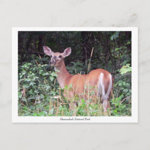 Solitary Fawn Postcard
