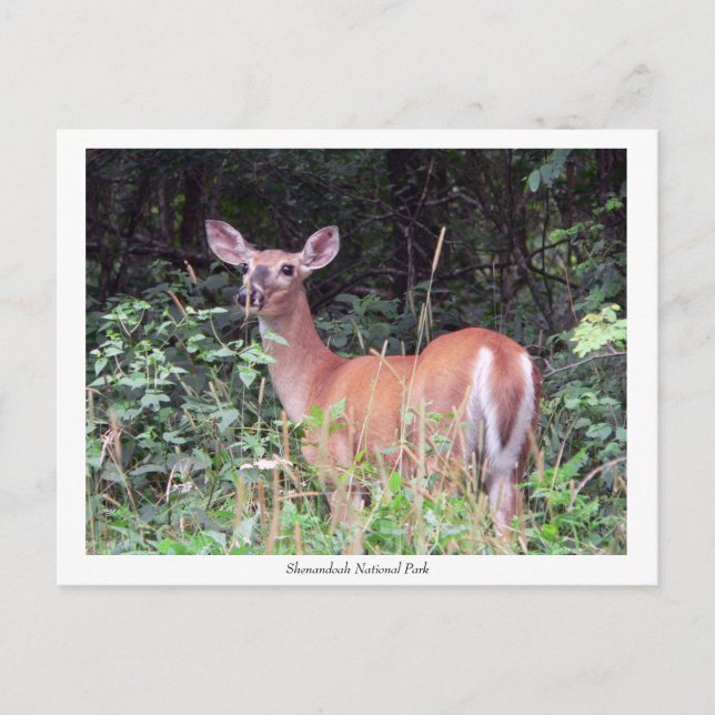 Solitary Fawn Postcard (Front)
