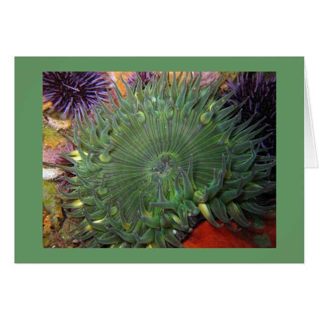 Solitary Green Anemone (Front Horizontal)