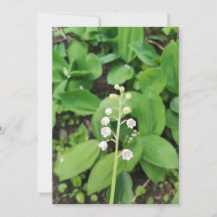 Solitary Lily of the Valley Flower Blank Card