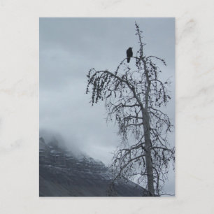 Solitary Raven Postcard