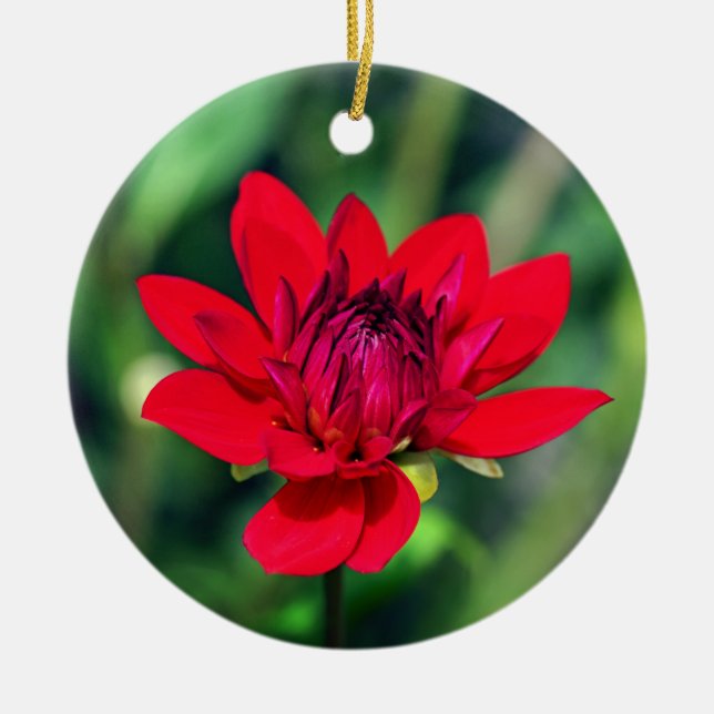 Solitary Red Dahlia Flower Wisley Motivational Ceramic Ornament (Front)