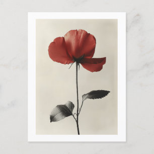 Solitary Red Flower Postcard
