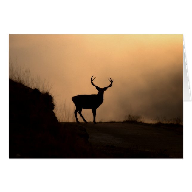 Solitary Red Stag Card (Front Horizontal)