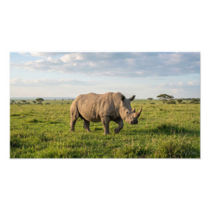 Solitary Rhino Walking In Open Grassland Photo Enl Print