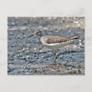 Solitary Sandpiper Postcard