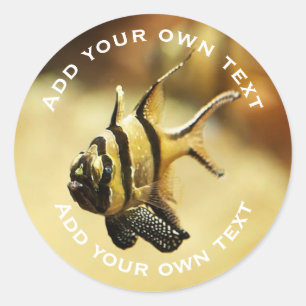 Solitary Stripy Angelfish Underwater Custom Text Classic Round Sticker