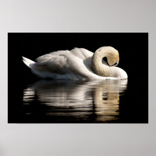 Solitary Swan Poster