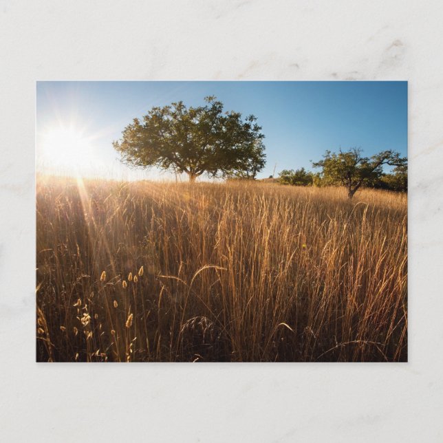 Solitary Tree in Meadow Postcard (Front)