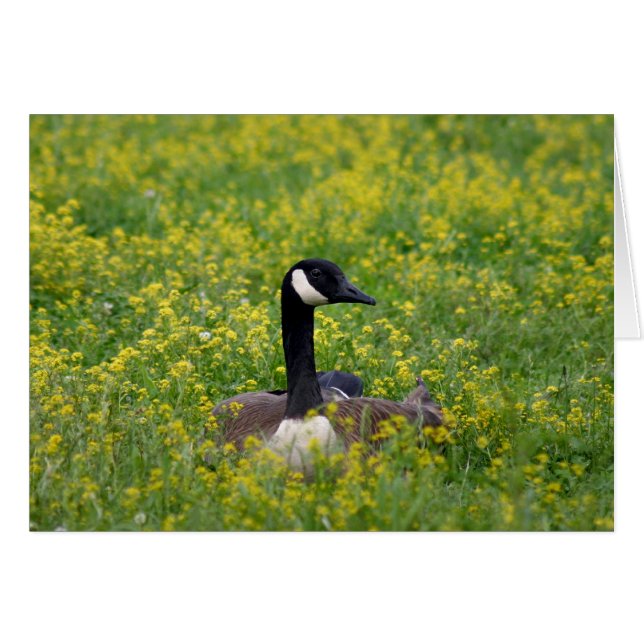 solitude (Front Horizontal)