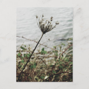 solitude postcard