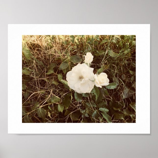 Solo Blooming Spring Flower Poster - White & Green (Front)