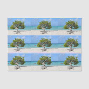 Solo Divi Divi Tree in Aruba Tissue Paper
