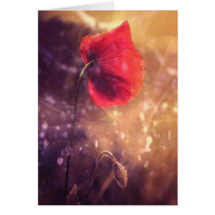 Solo Poppy Early Morning Cards