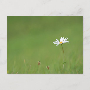 Solo Postcard