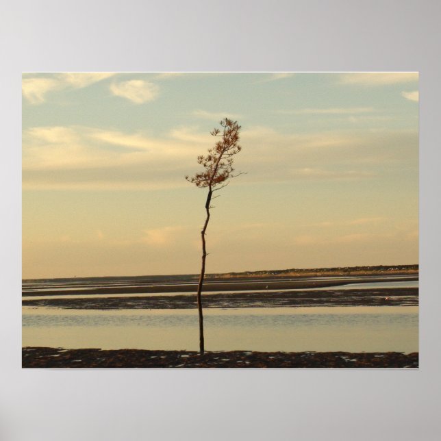 Solo Tree on Cape Cod Beach Picture Poster (Front)