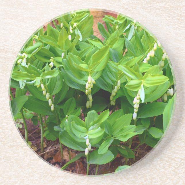 Solomons Seal Coaster (Front)