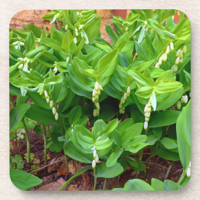 Solomons Seal Coaster (Front)